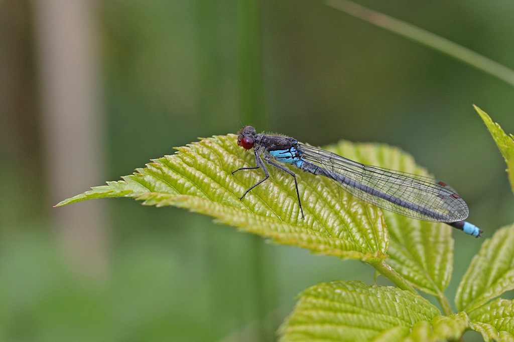 Erythromma najas ( Naïade aux yeux rouges ) M 4.JPG