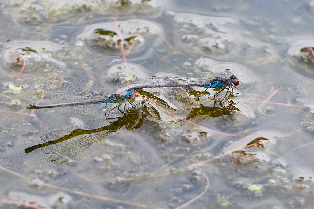 Naïade au corps vert- Erythromma viridulum couple 1.jpg
