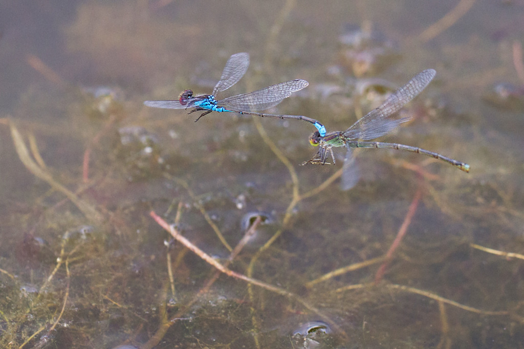 Naïade au corps vert- Erythromma viridulum couple en vol.jpg