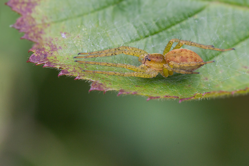 Dolomedes fimbriatus.jpg