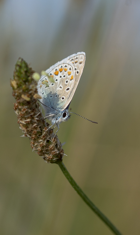 Papillon - Azuré des Coronilles -1.jpg
