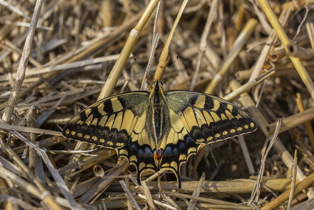 Machaon-1.jpg