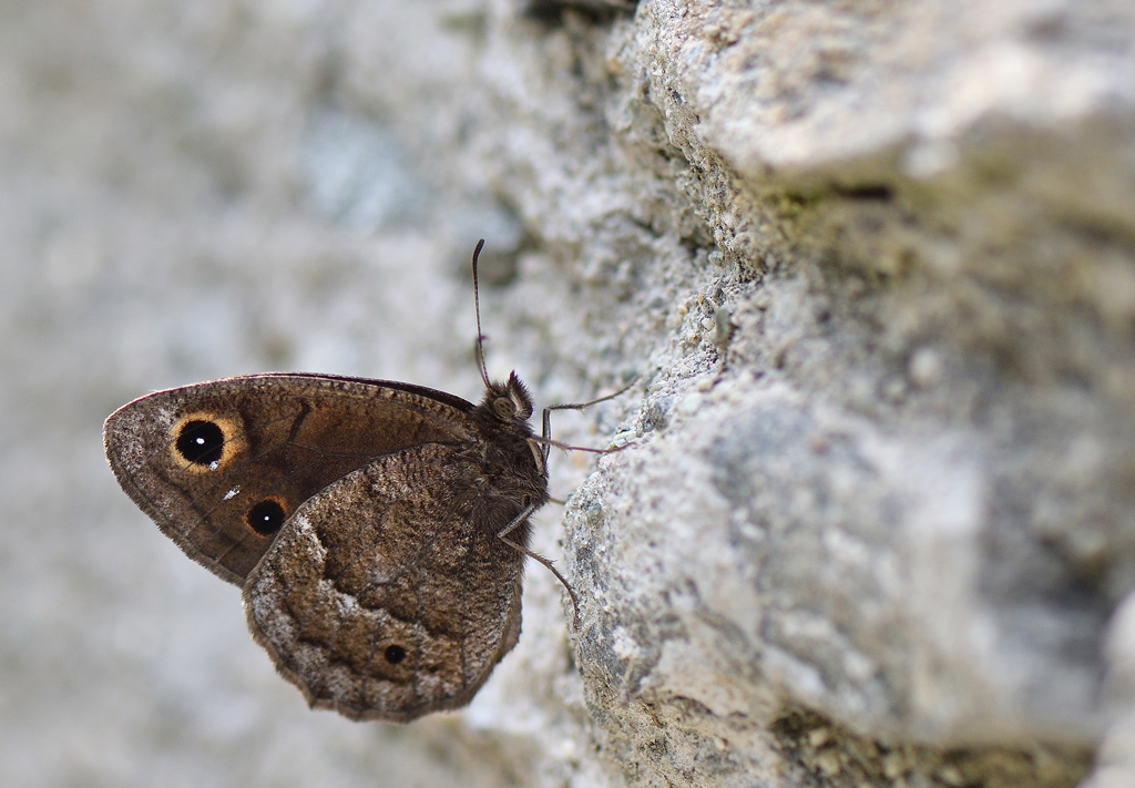 DSC_0360.jpg