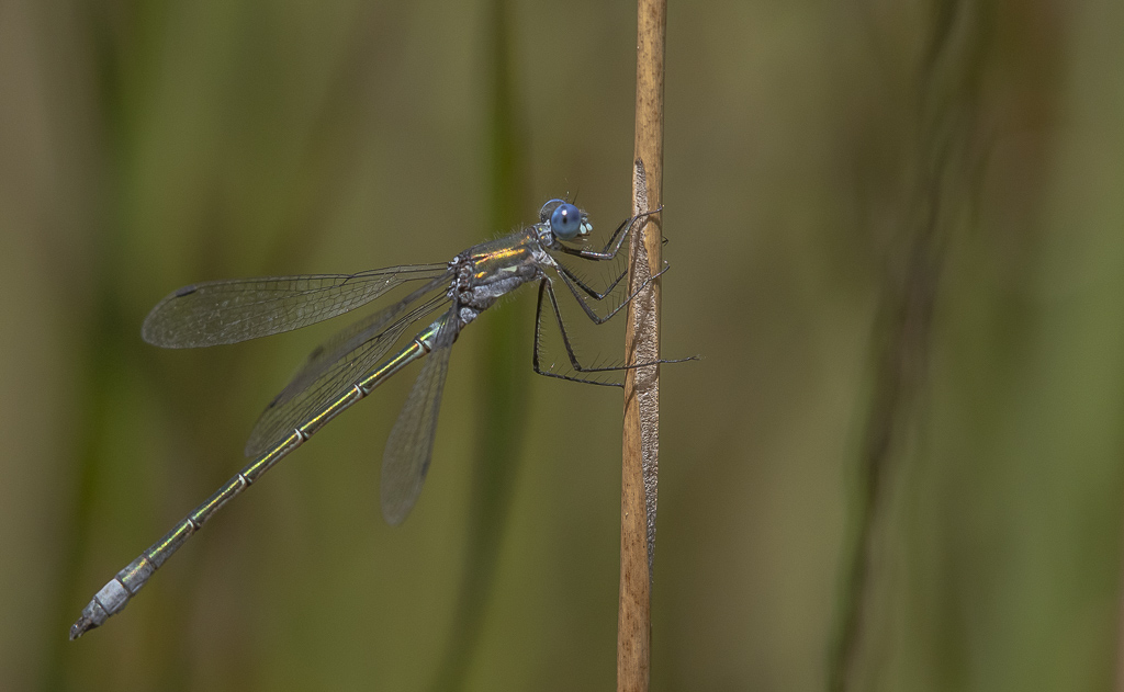 Libellule, Leste dryas mâle (2).jpg