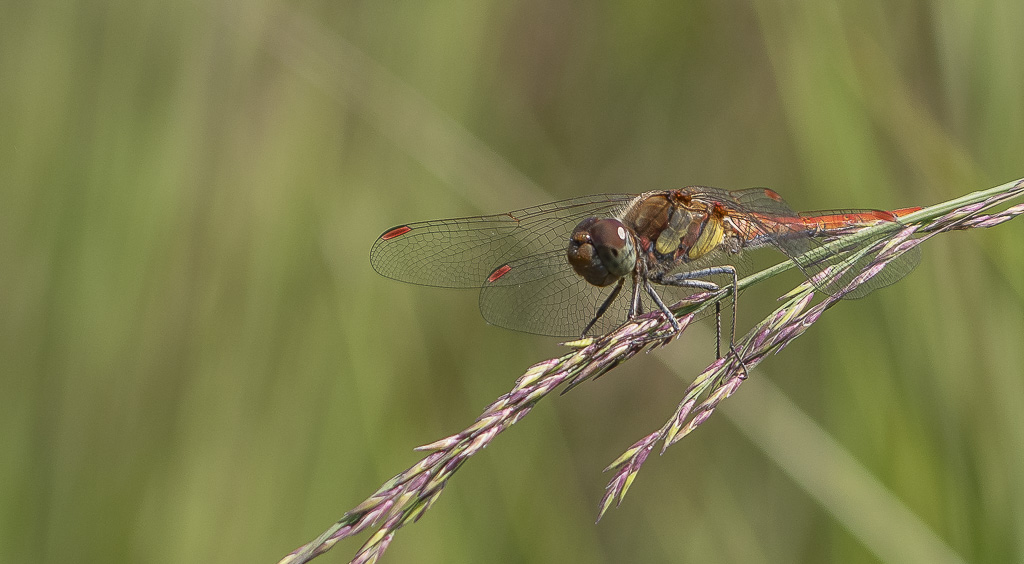 Libellule Sympétrum strié mâle (Sympetrum striolatum)-1 (5).jpg