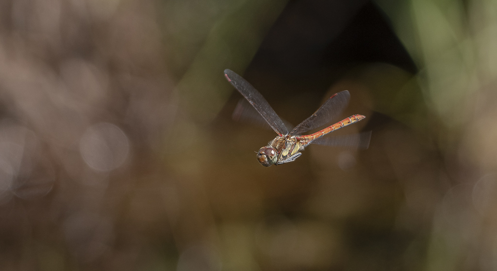 Libellule Sympétrum strié mâle (Sympetrum striolatum)-1 (6).jpg