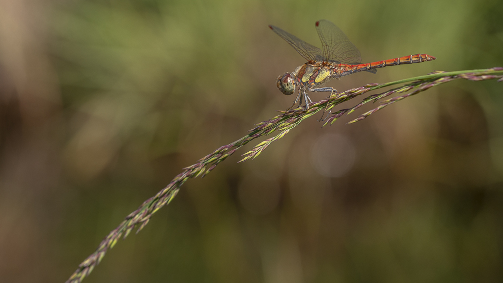 Libellule Sympétrum strié mâle (Sympetrum striolatum)-1 (2).jpg