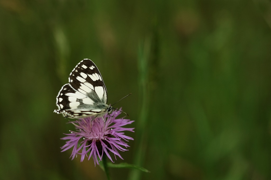 7 IMG_8306X Melanargia galathea.JPG