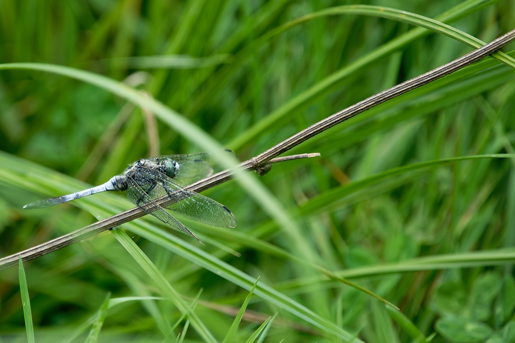 DSC_1351_DxO.jpg