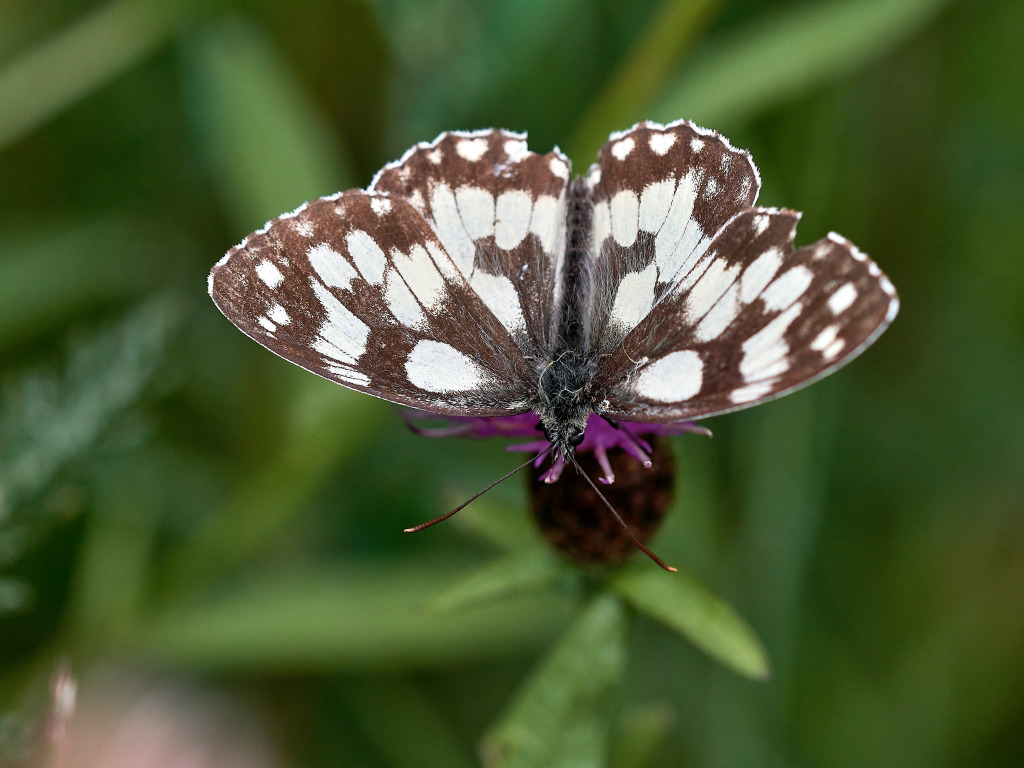 CDSC_2373.jpg_1_03.jpg