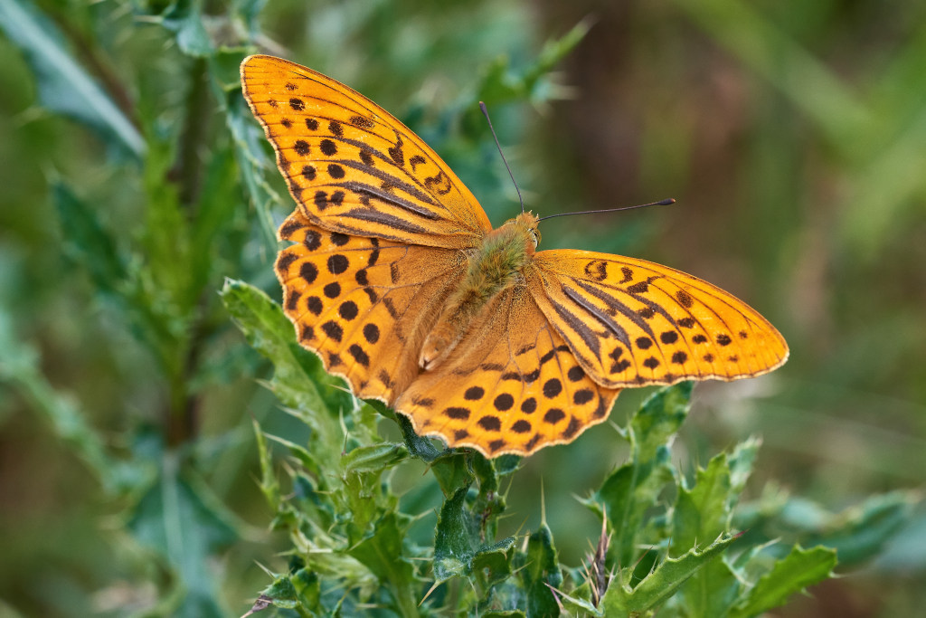 CDSC_2424.jpg_1_03.jpg