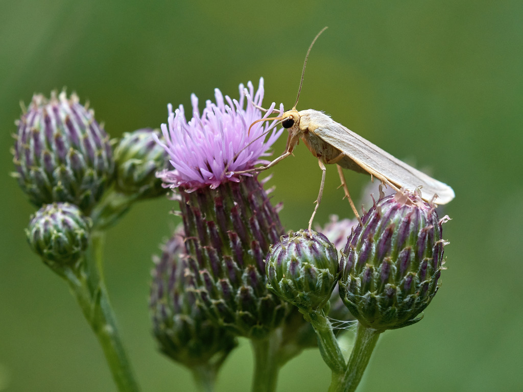 CDSC_2486.jpg_1.jpg