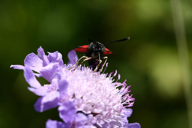 Papillon2.jpg