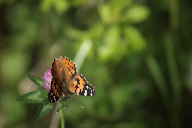 Papillon3.jpg