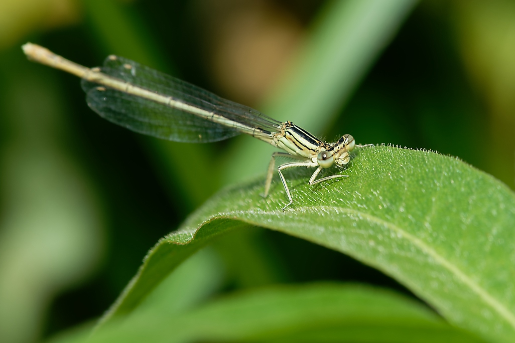 DSC_1326_DxO.jpg