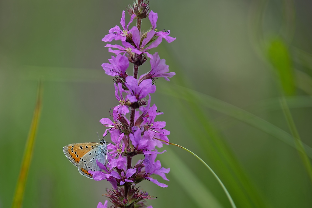 DSC_1330_DxO.jpg