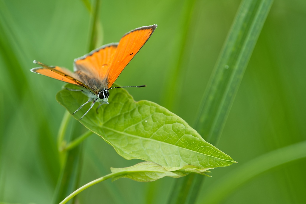 DSC_1335_DxO.jpg