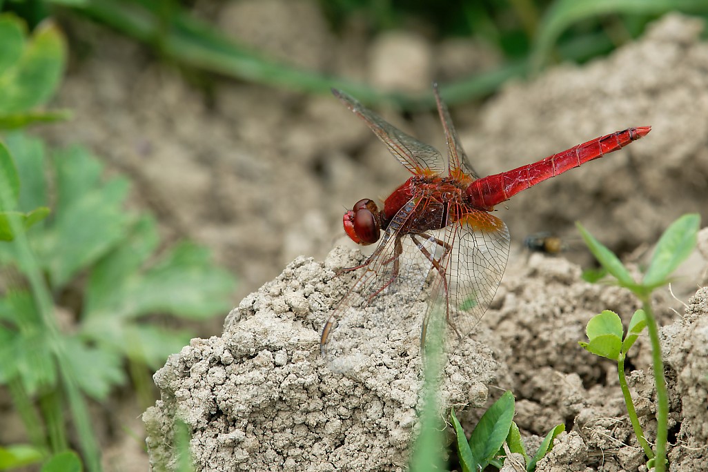 DSC_1340_DxO.jpg