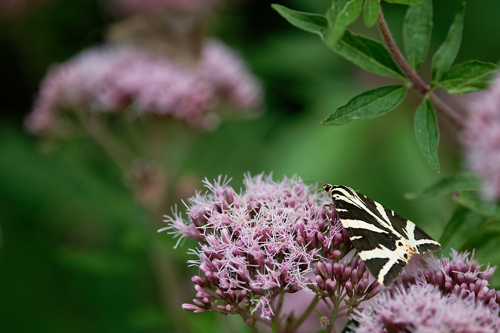 DSC_1357_DxO.jpg