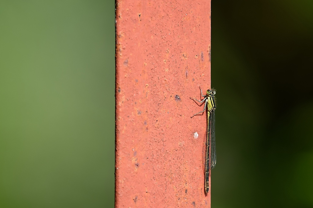 DSC_1375_DxO.jpg