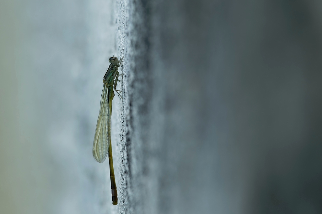 DSC_1420_DxO.jpg