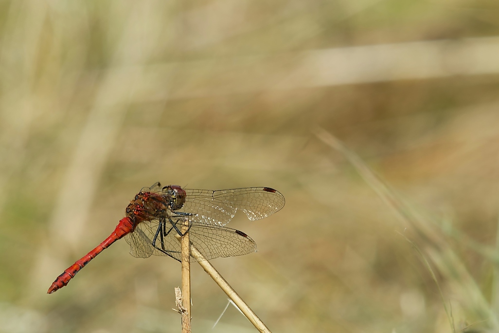DSC_1387_DxO.jpg
