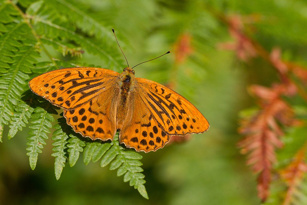 IMG_0829.jpg