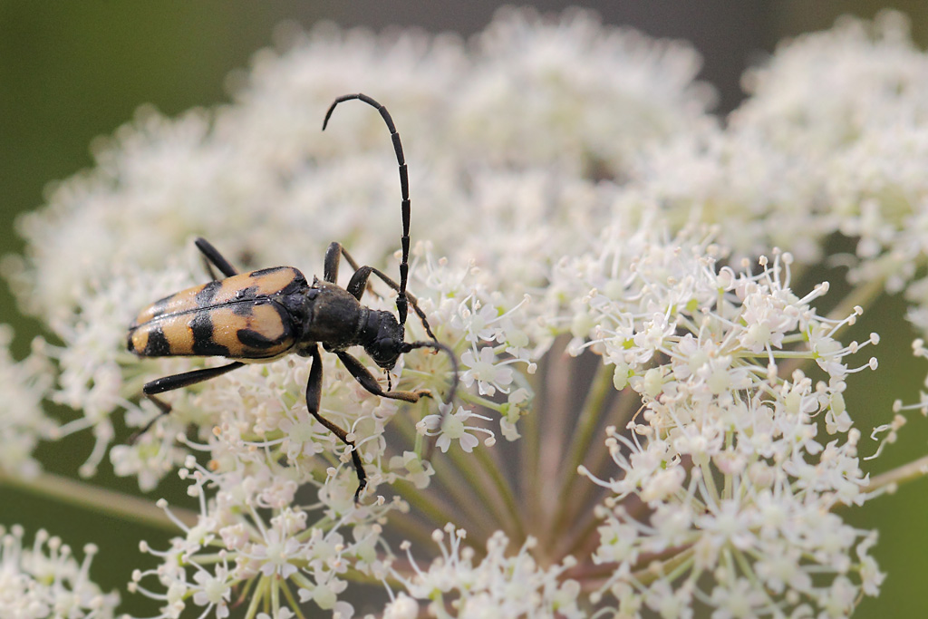 Lepture à 4 points - Leptura quadrifasciata.JPG