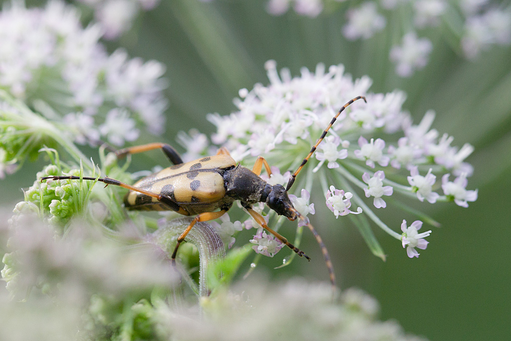 Rutpela maculata.jpg