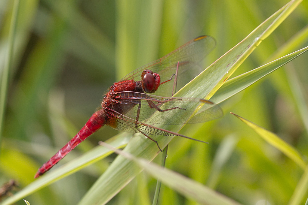 Crocothemis erythraea.JPG