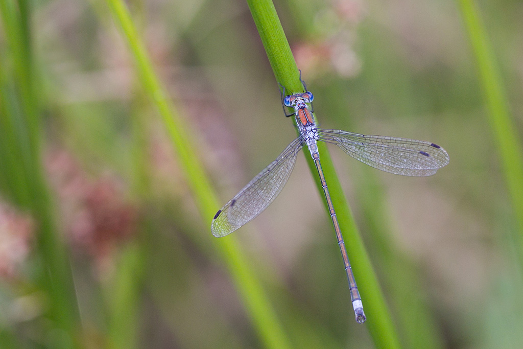 Lestes dryas.JPG