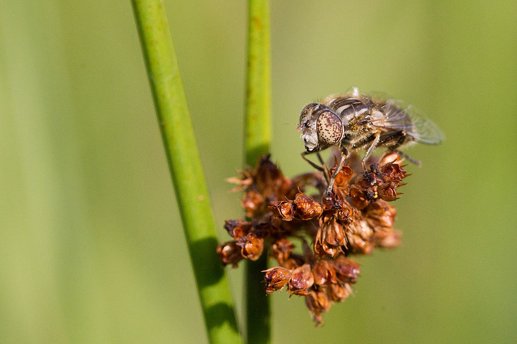 eristalinus aeneus.jpg