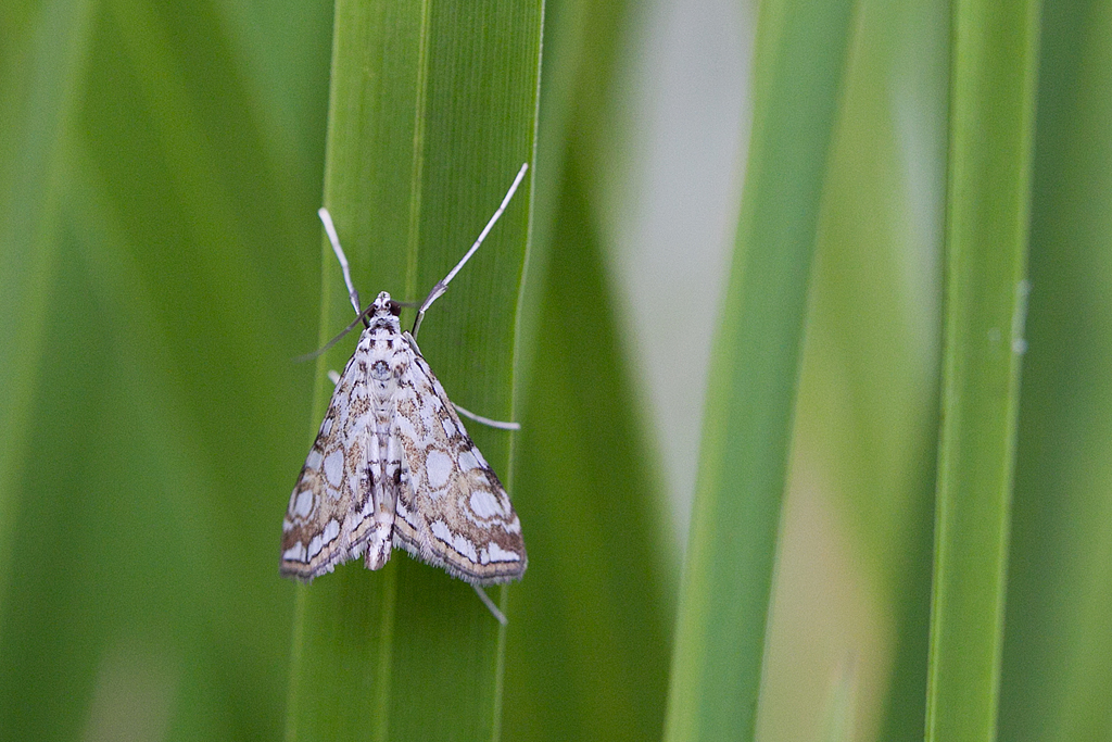 Elophila nymphaeata -  Hydrocampe du potamot.JPG