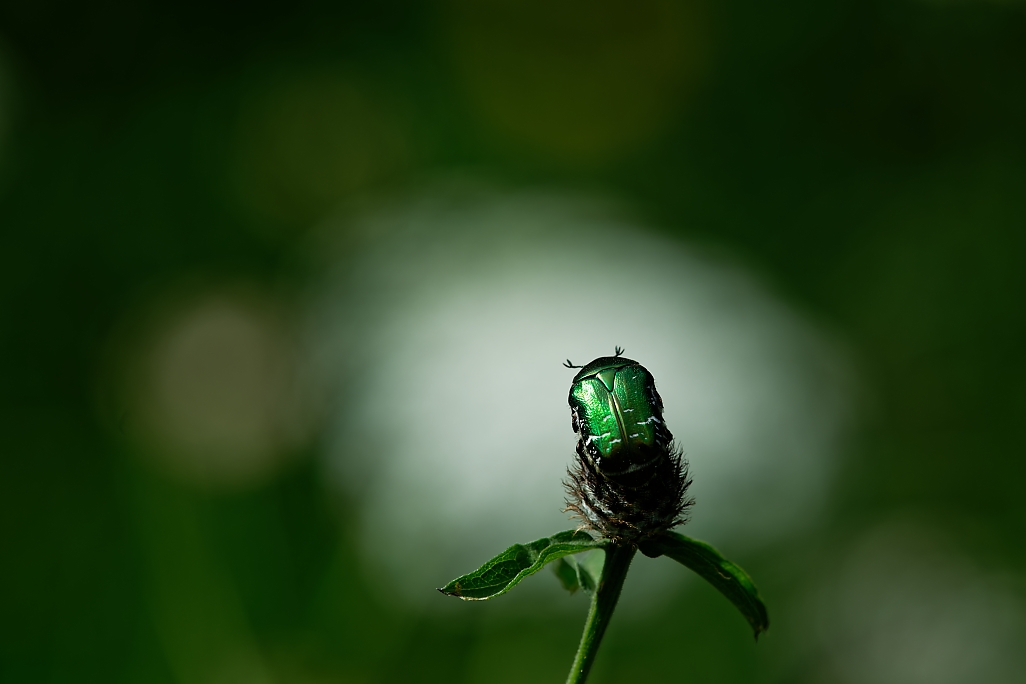 DSC_1426_DxO.jpg