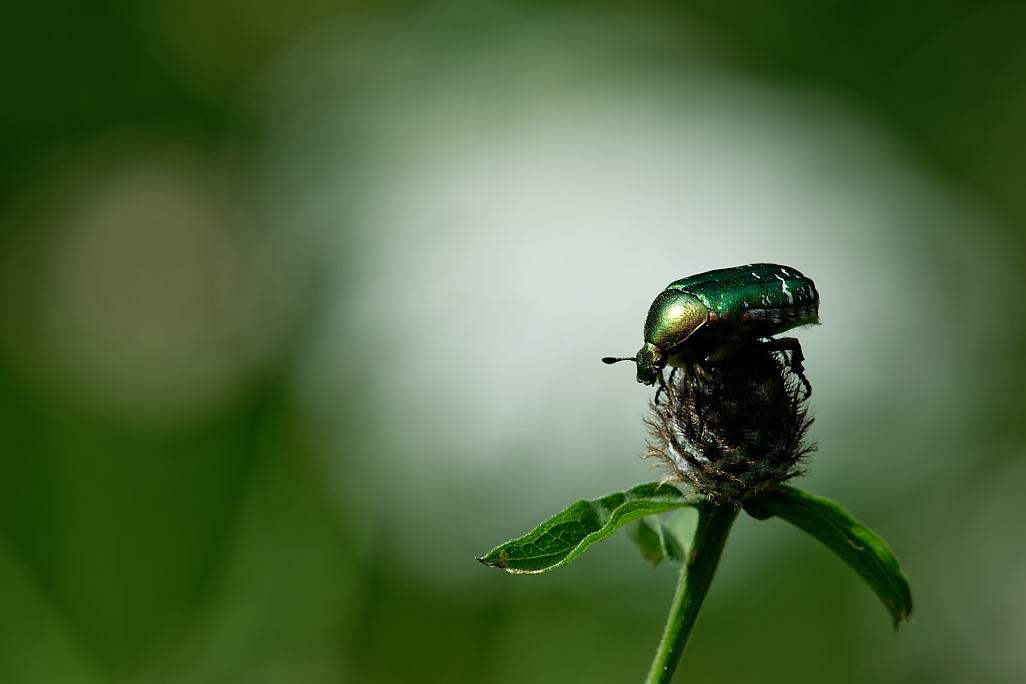 DSC_1427_DxO.jpg