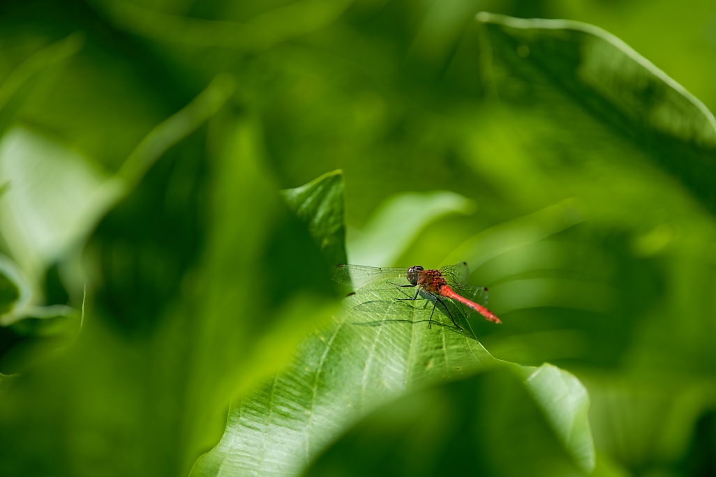 DSC_1432_DxO.jpg