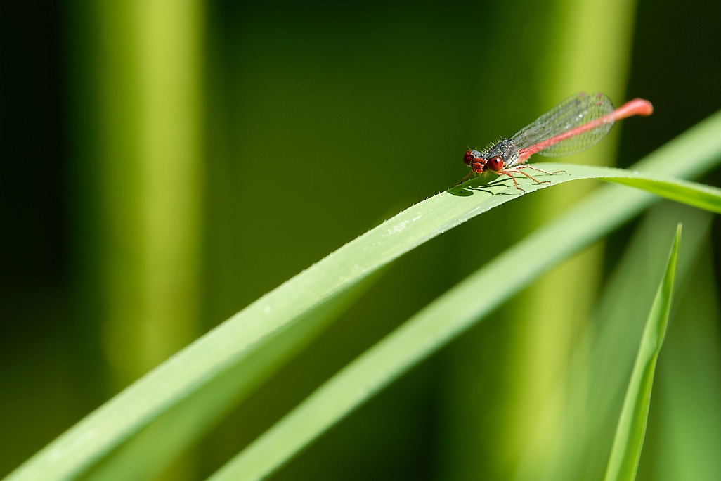 DSC_1470_DxO.jpg