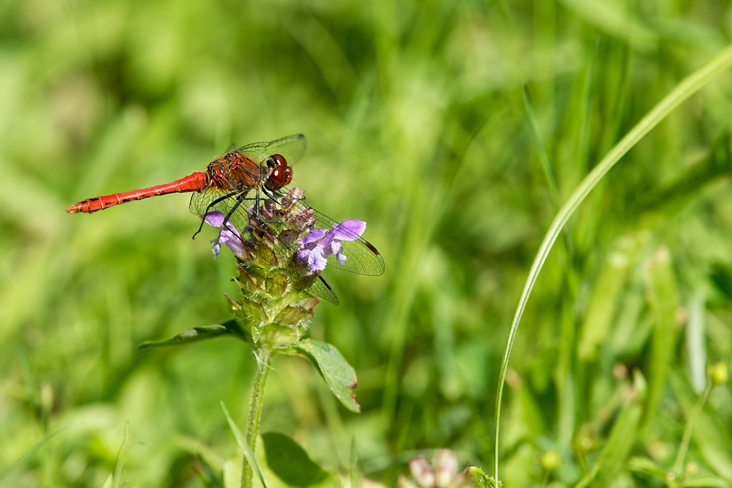 DSC_1474_DxO.jpg