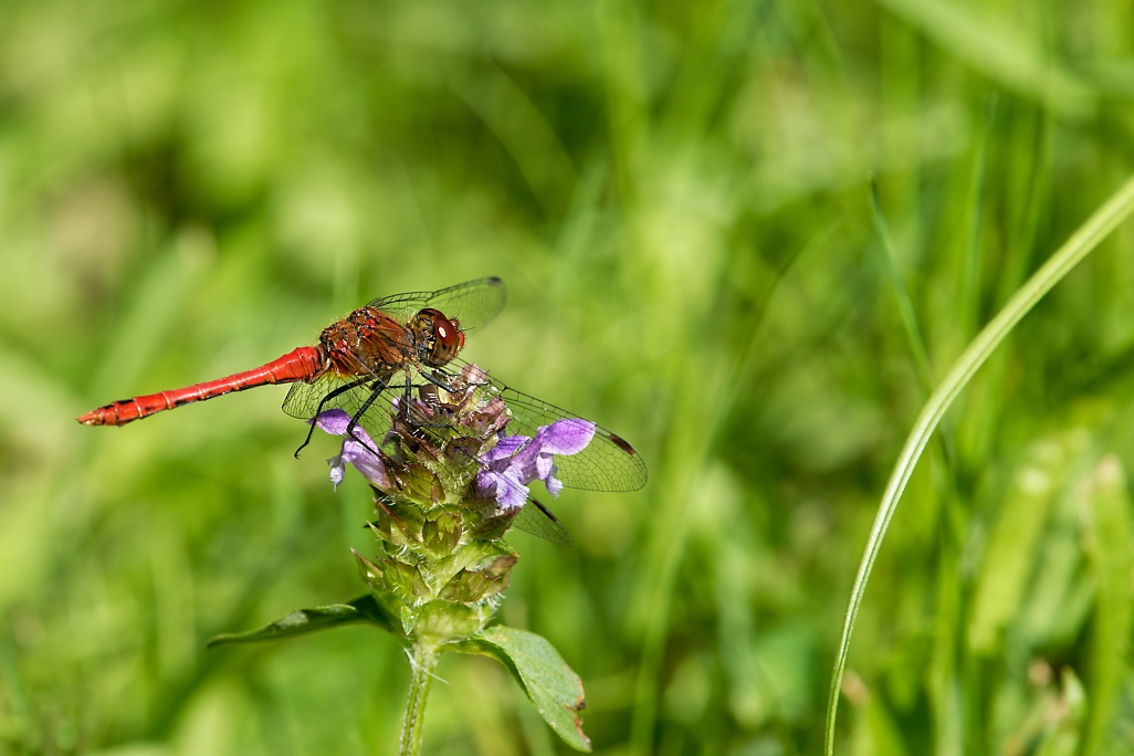 DSC_1475_DxO.jpg
