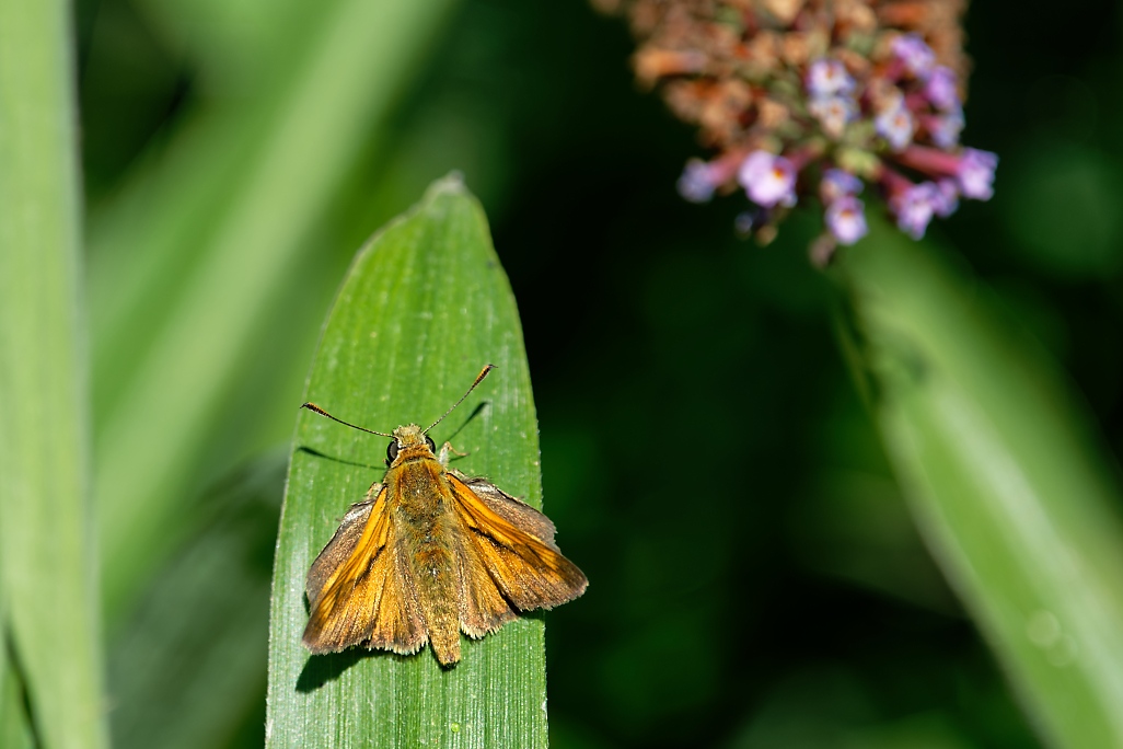 DSC_1504_DxO.jpg