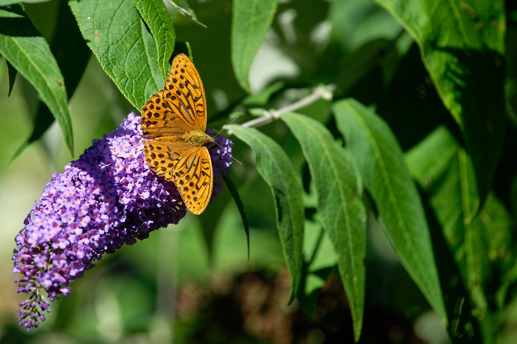 DSC_1511_DxO.jpg