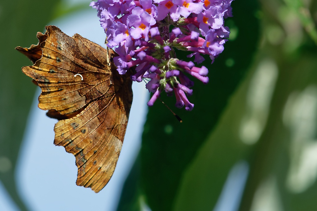 DSC_1525_DxO.jpg