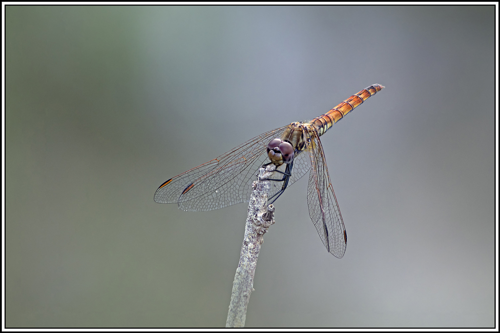 trithemis-pourpre(trithemis-annulata)(133_140).jpg