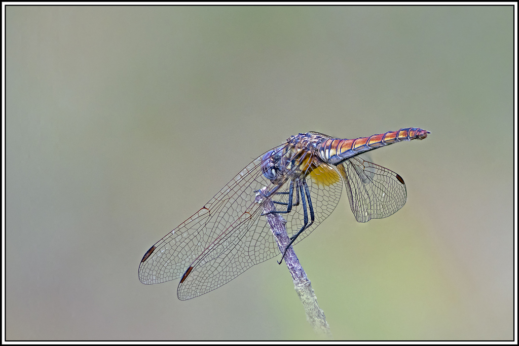 trithemis-pourpre(trithemis-annulata)(149_156).jpg