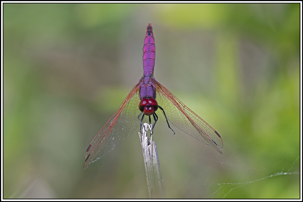 trithemis-pourpre(trithemis-annulata)(166_176).jpg