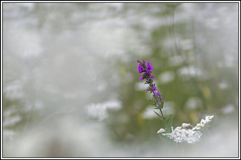 flore(1097).jpg