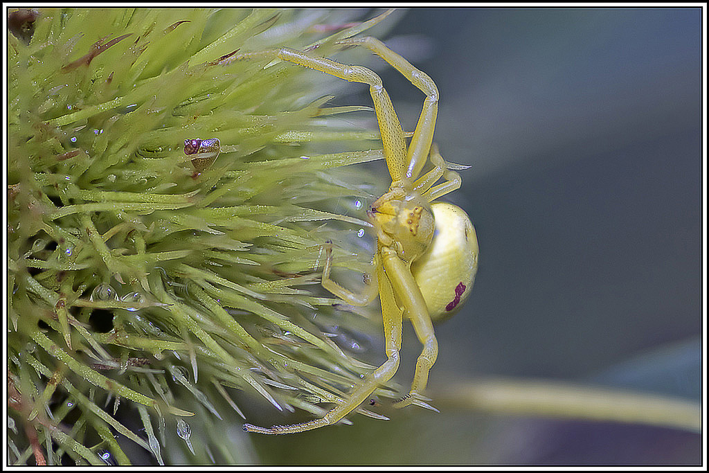 Thomise-variable(Misumena-vatia)(26_31).jpg