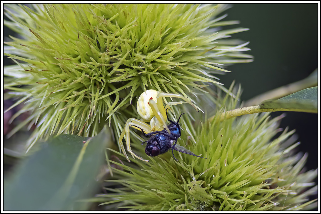 Thomise-variable(Misumena-vatia)(7_10).jpg
