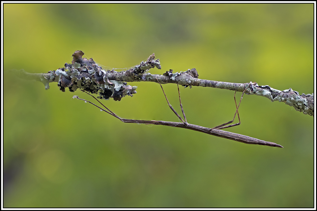 phasme-gaulois(clonopsis-gallica)(1_3).jpg