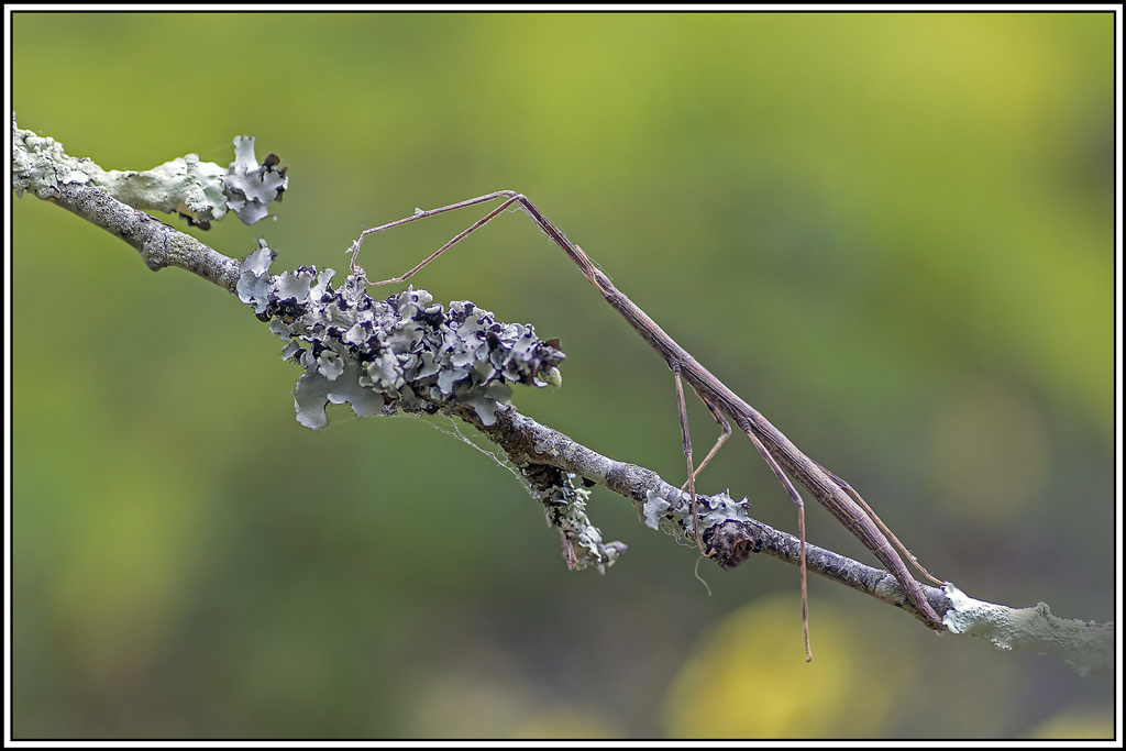 phasme-gaulois(clonopsis-gallica)(4).jpg